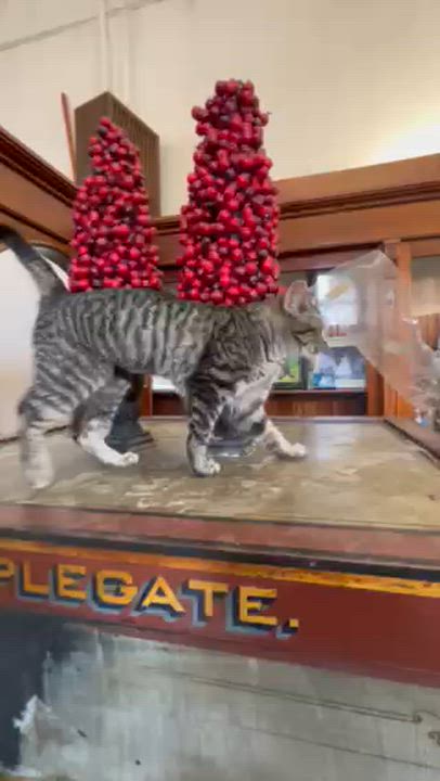 Enlarge Maven, an adopted Domestic Short Hair in Springdale, AR video 3/3