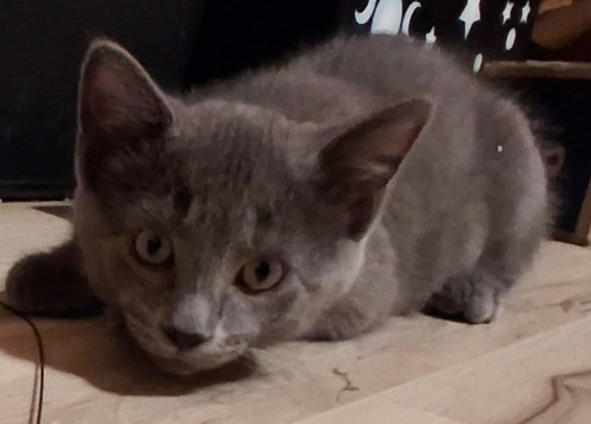 Enlarge Edison, a ADOPTABLE Domestic Short Hair in Webster City, IA image 1/1