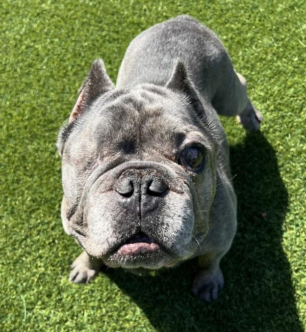 Enlarge Toad, a Adoptable mixed breed in San Diego, CA image 1/2