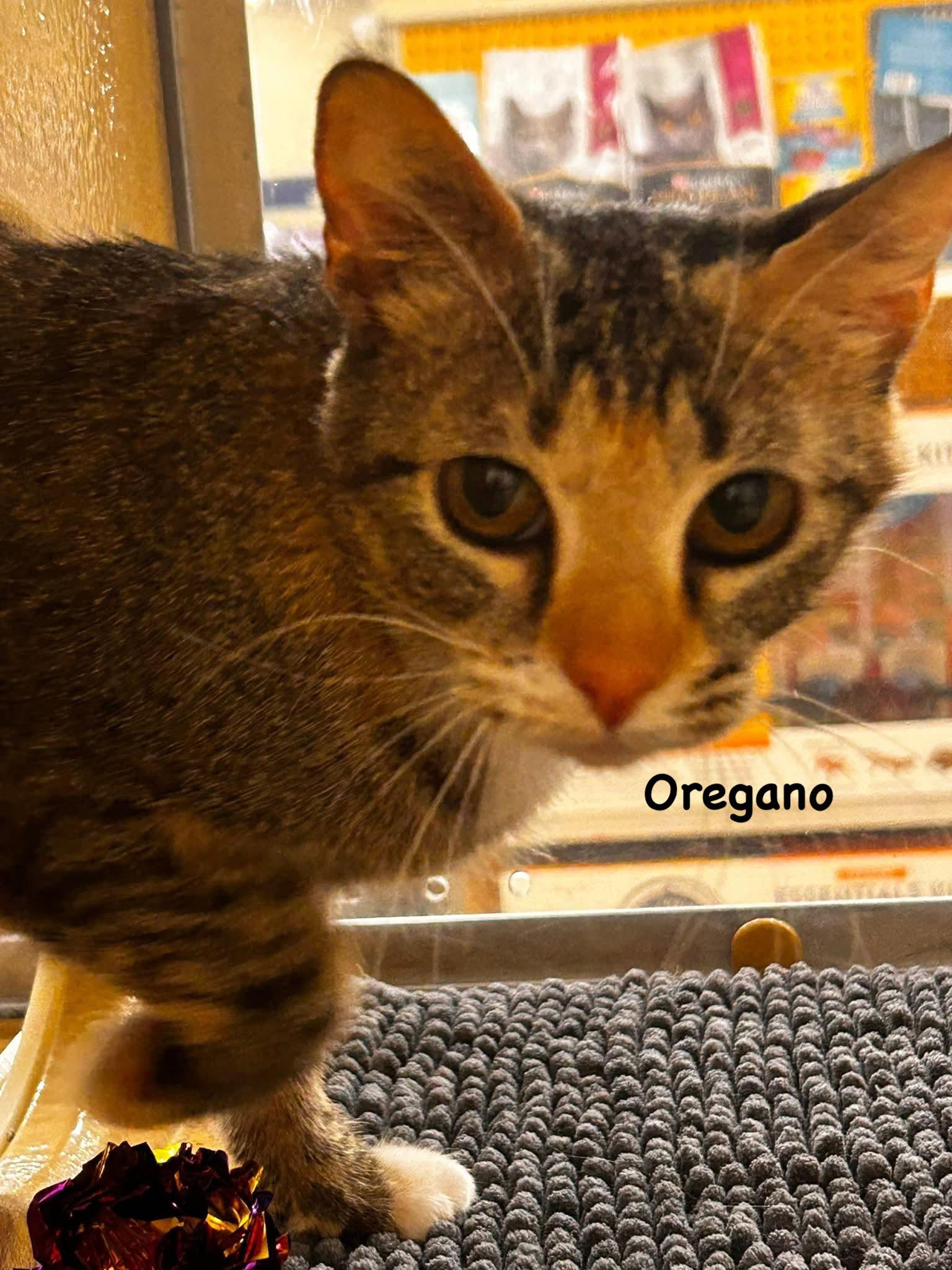 Oregano, Adoptable, Adult Female Domestic Short Hair & Tabby.