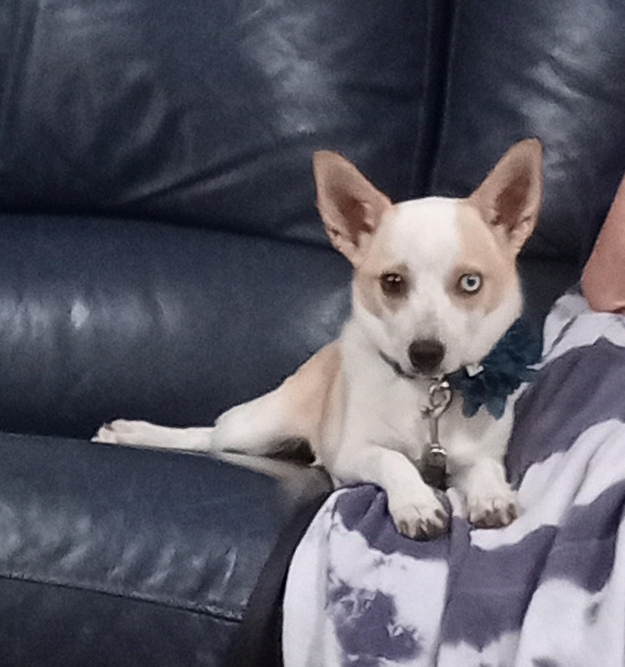 Enlarge Willow, a ADOPTABLE Chihuahua in Albuquerque, NM image 1/1
