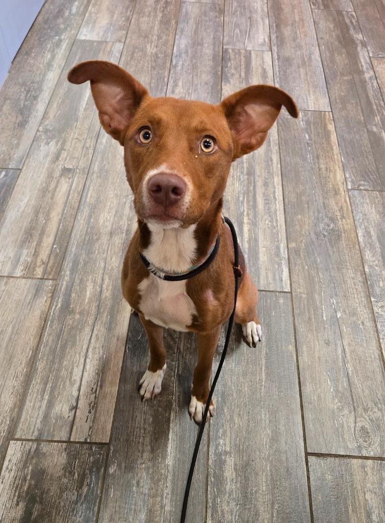 Enlarge Aurelia Yrly 378, a Adopted Terrier in Sidney, OH image 1/1