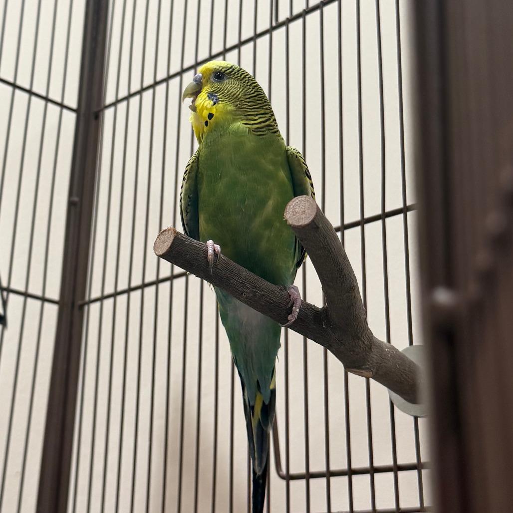 Enlarge Edgar AllanCrow w/ Goose Springstein-in foster, a Adoptable Parakeet (Other) in Springfield, MA image 1/1