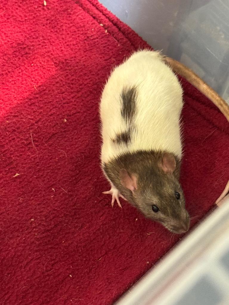 Enlarge Nabbit, a Adoptable Rat in Indianapolis, IN image 1/1