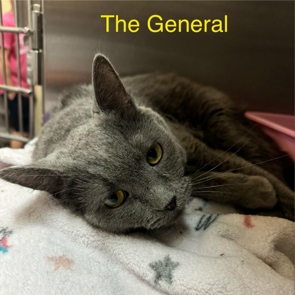 The General — thumbnail 2