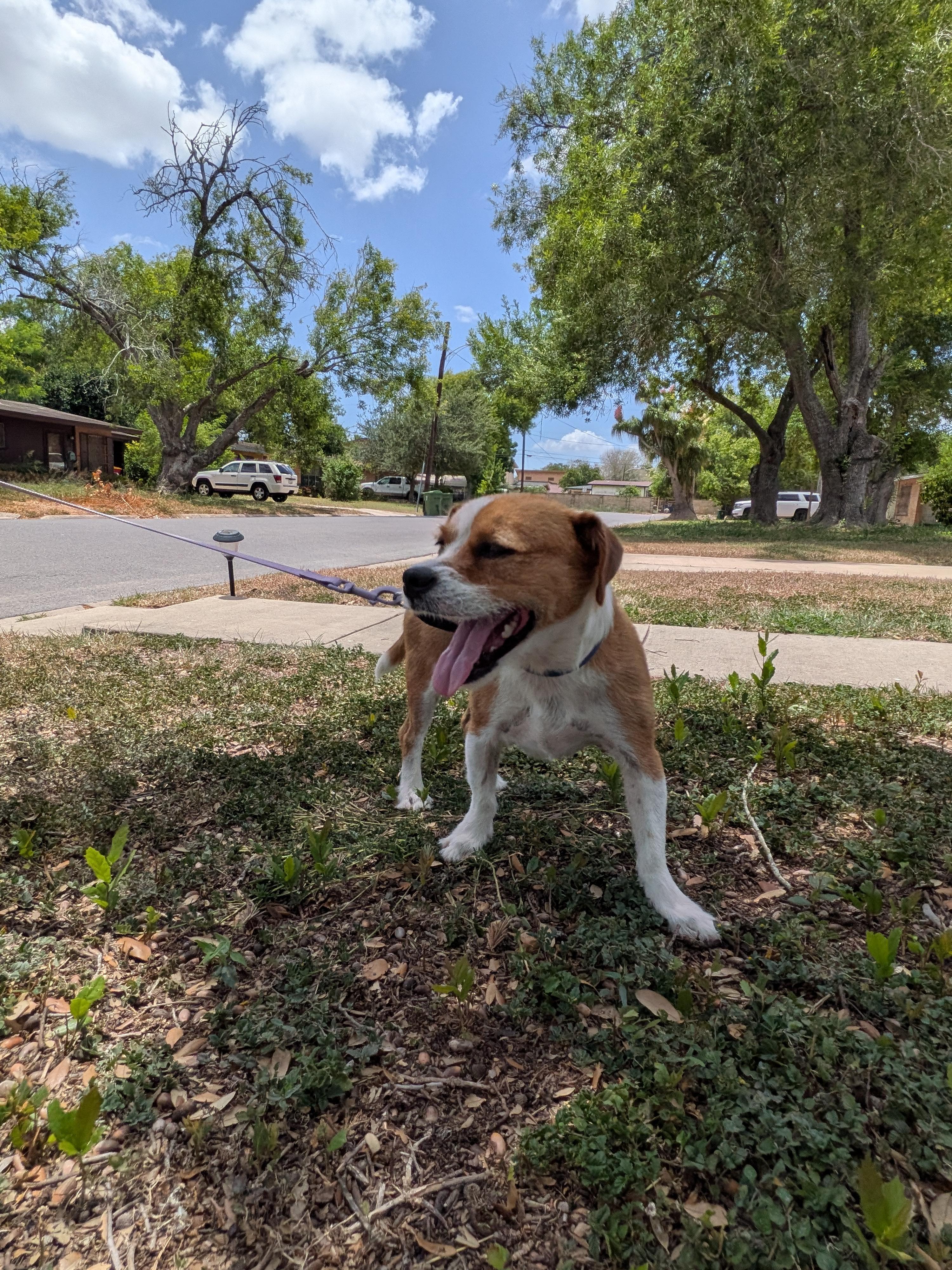 Enlarge Bart, a Adoptable mixed breed in Boise , ID image 3/6