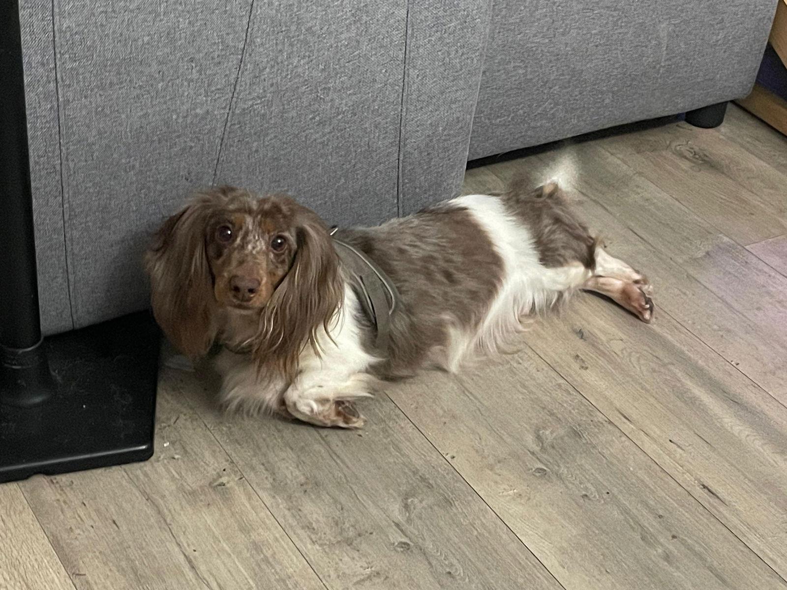 Enlarge Ryce Puddin', a Adoptable Dachshund in Miami, FL image 1/3