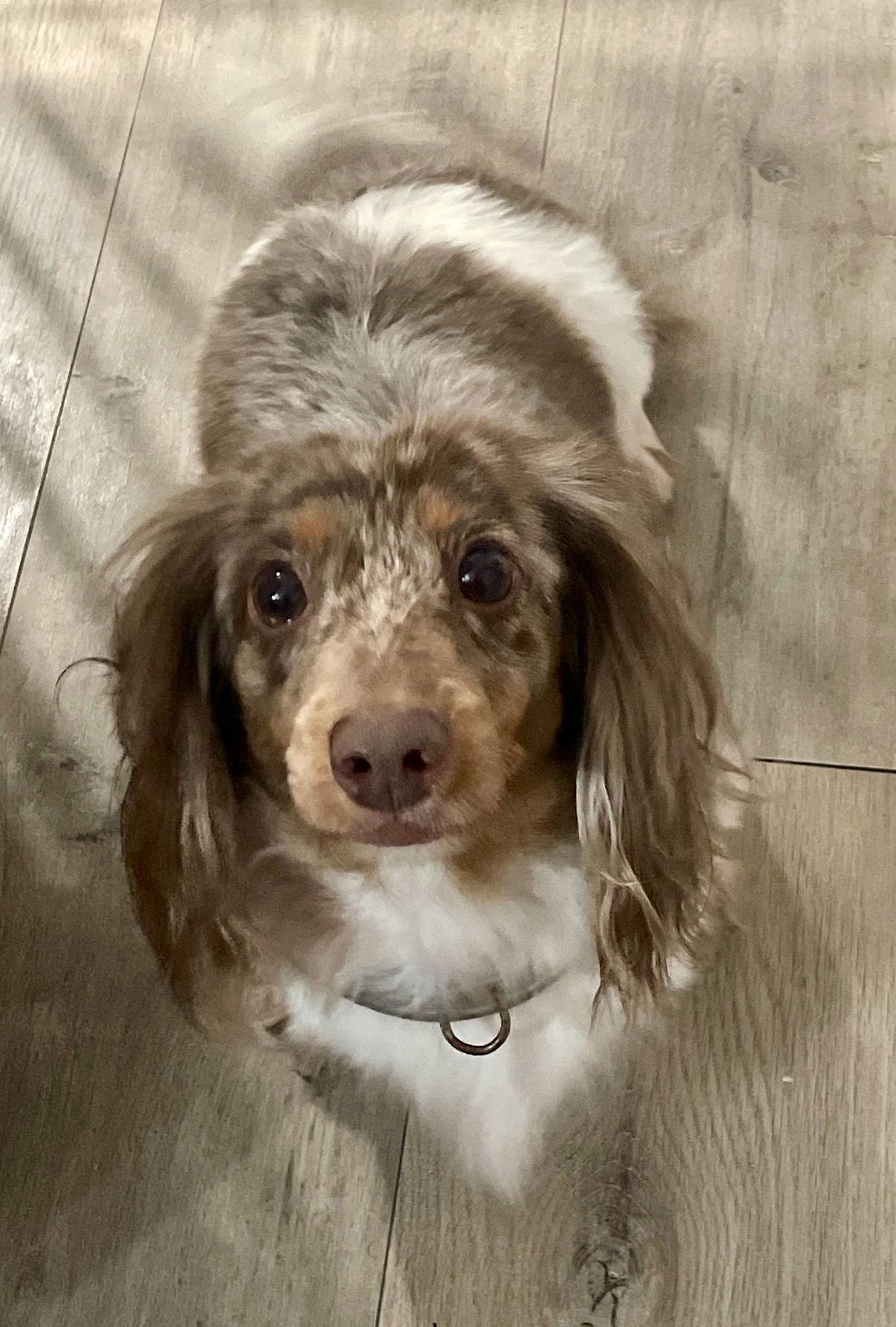 Enlarge Ryce Puddin', a Adoptable Dachshund in Miami, FL image 2/3