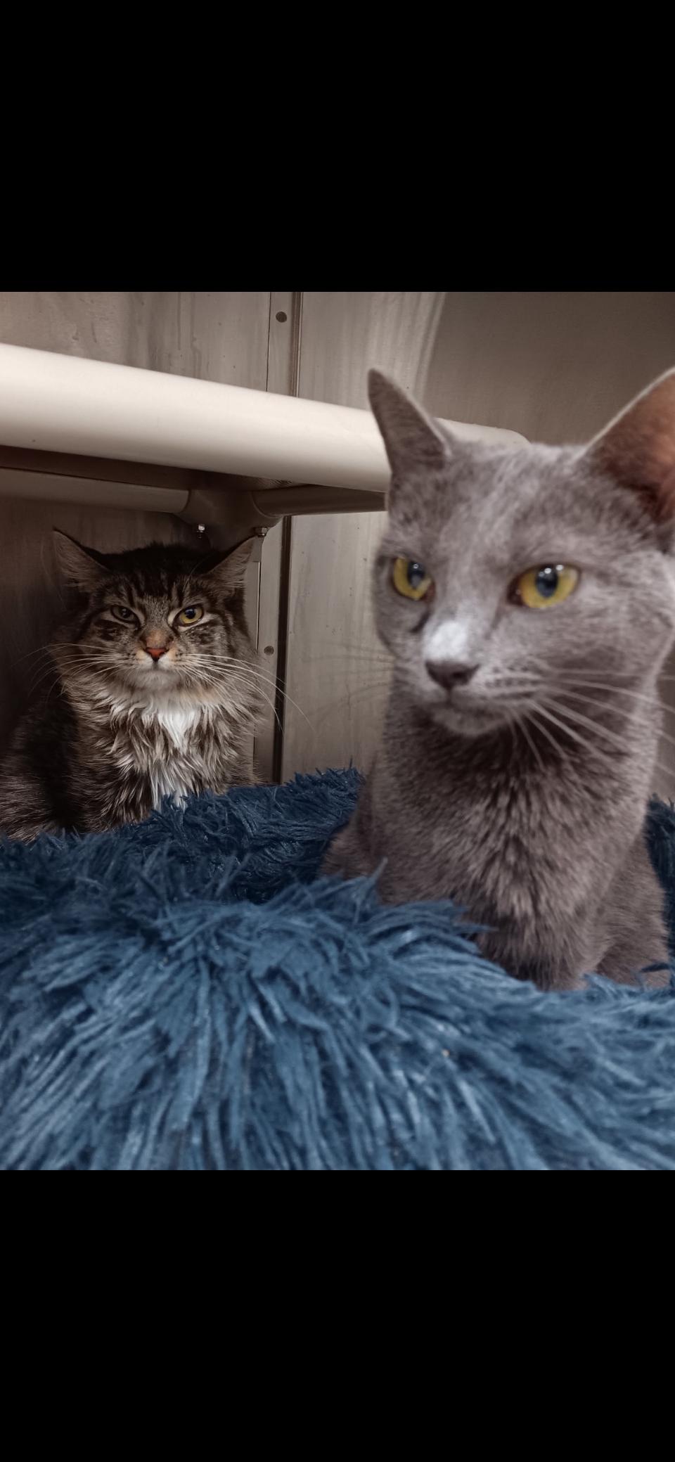 Halsey & Connie, Adopted, Young Female Maine Coon & Domestic Short Hair.