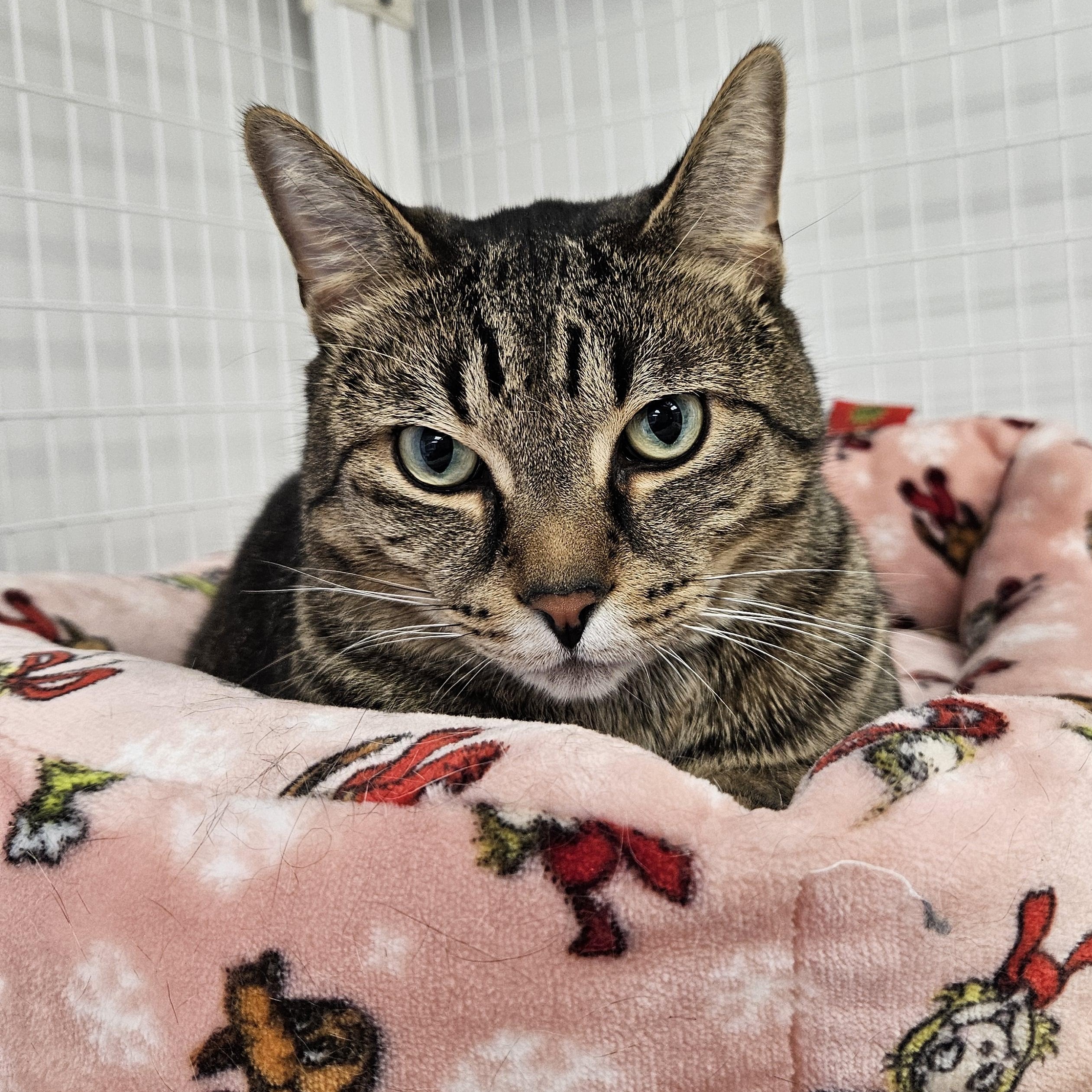 Enlarge Luca, a ADOPTABLE Domestic Short Hair in Medfield, MA image 1/1