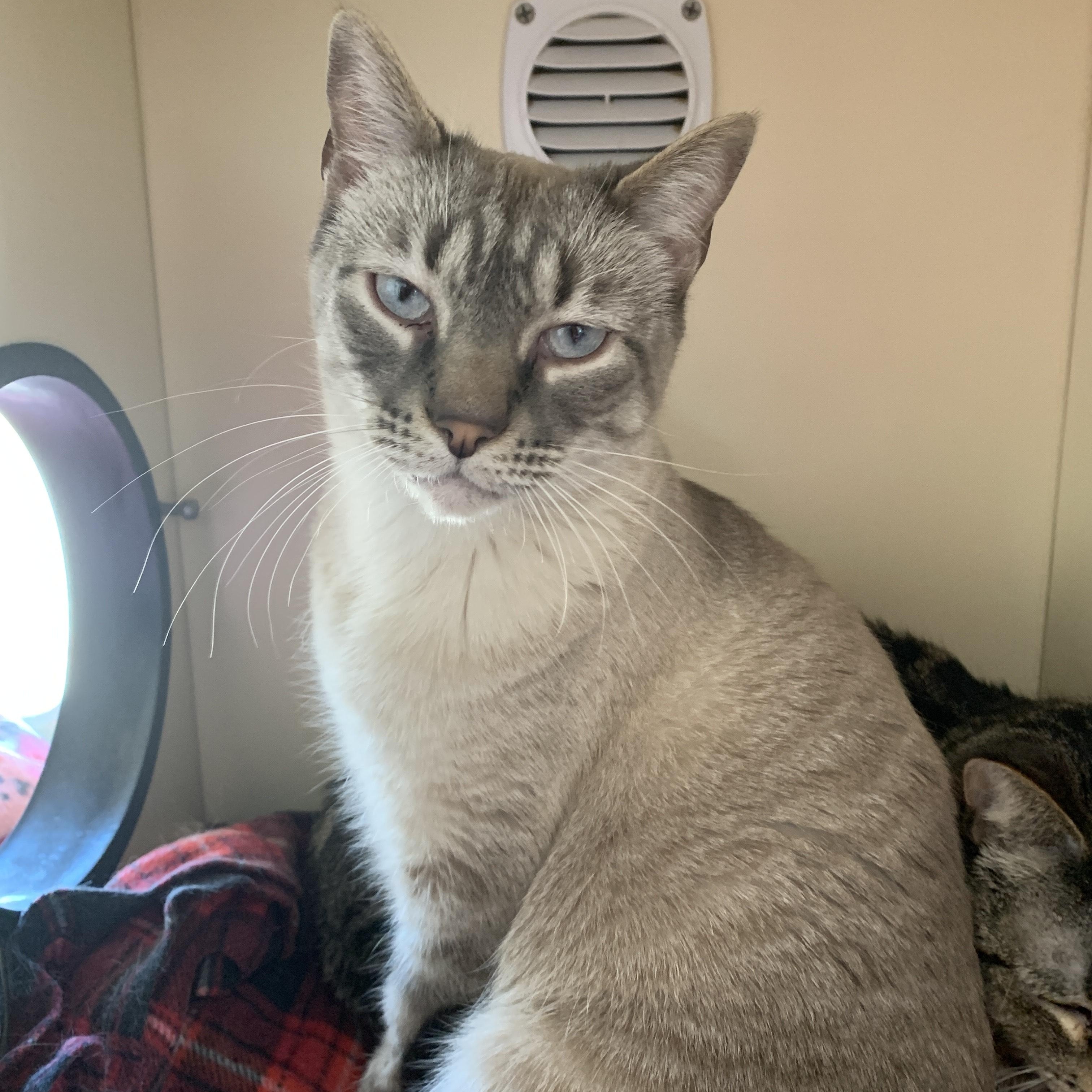 Enlarge Cream, an adopted mixed breed in Buena Vista, CO image 3/3