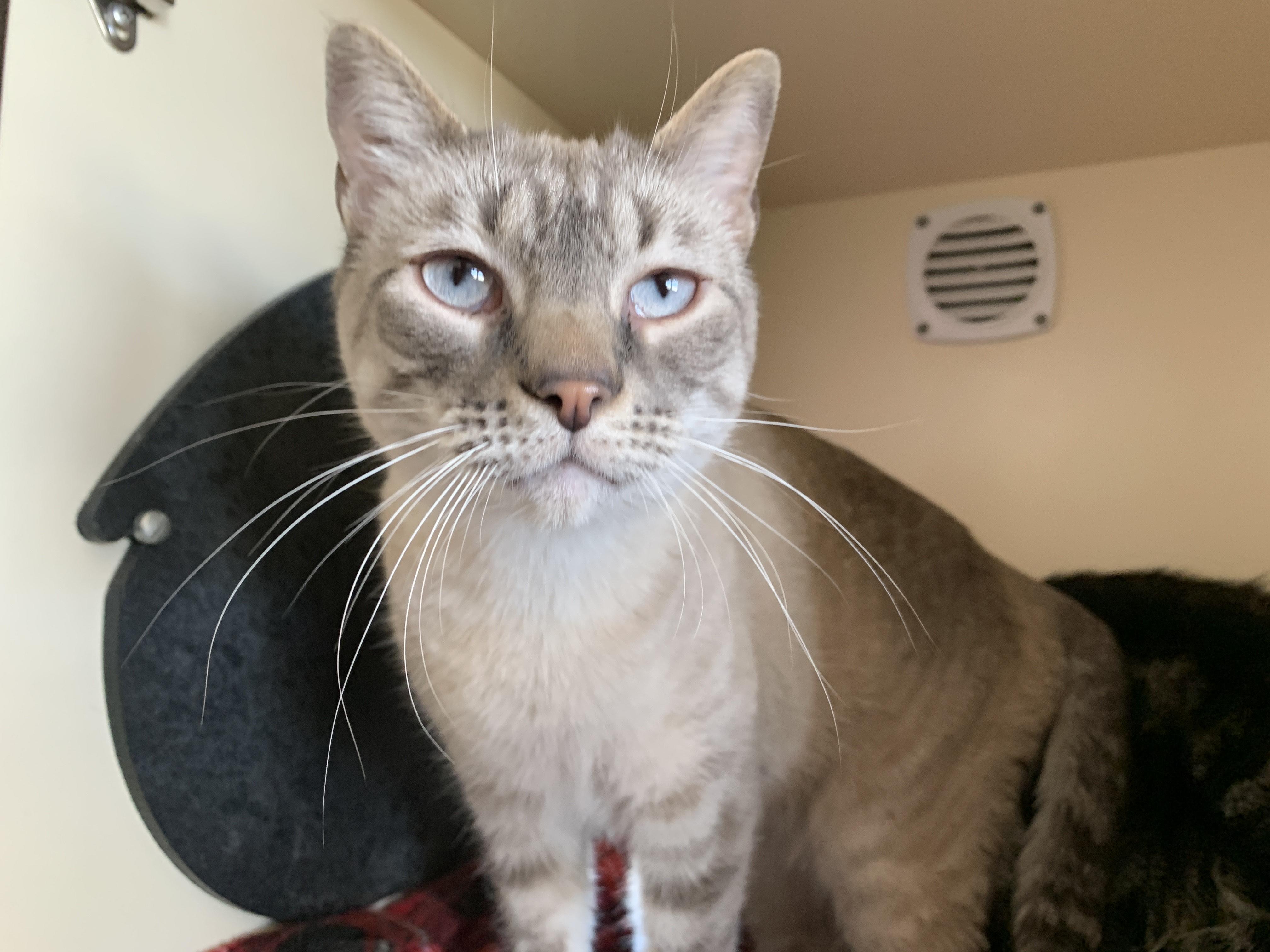 Cream, adopted, Adult Female Siamese.