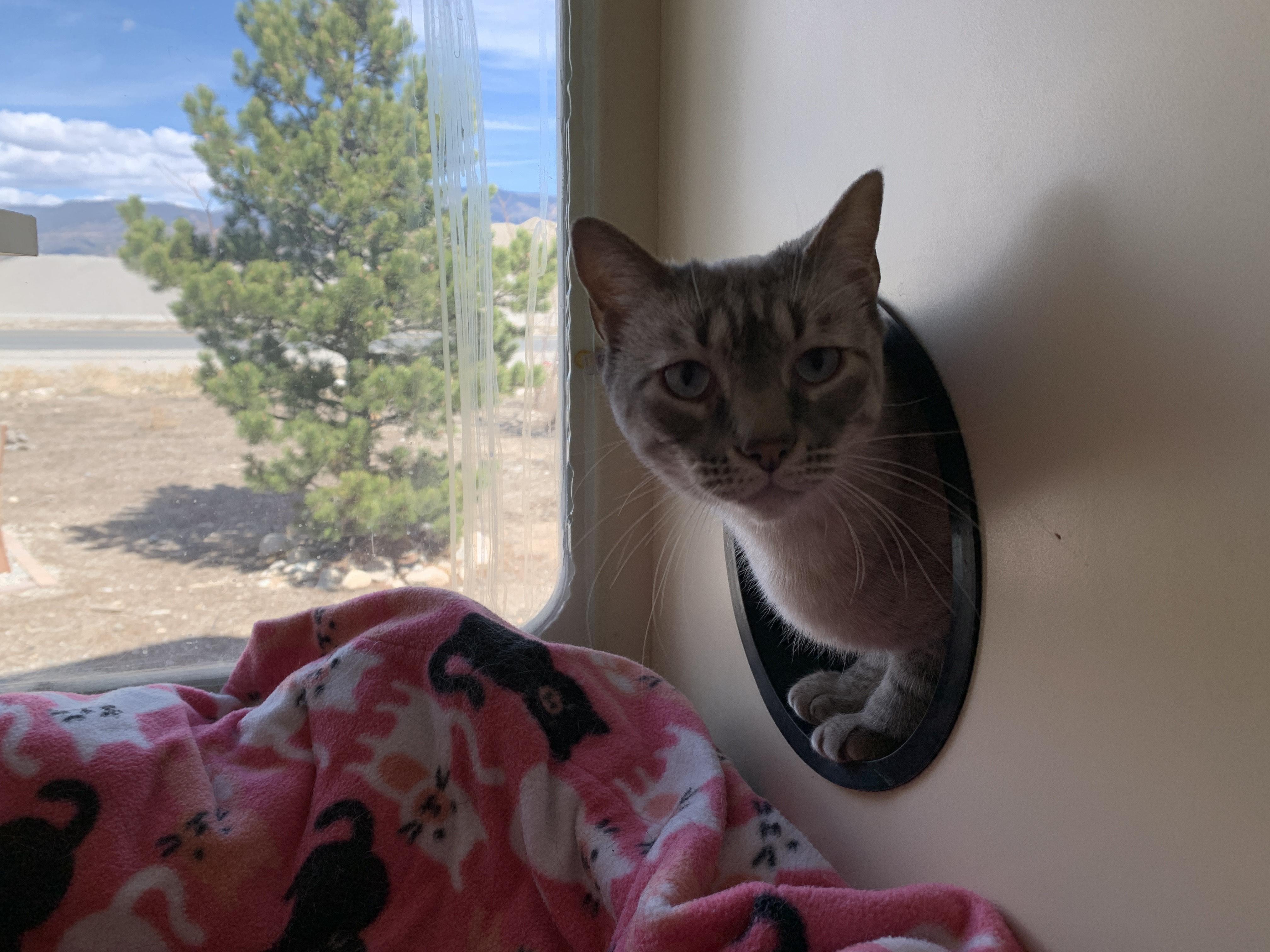 Enlarge Cream, an adopted mixed breed in Buena Vista, CO image 2/3