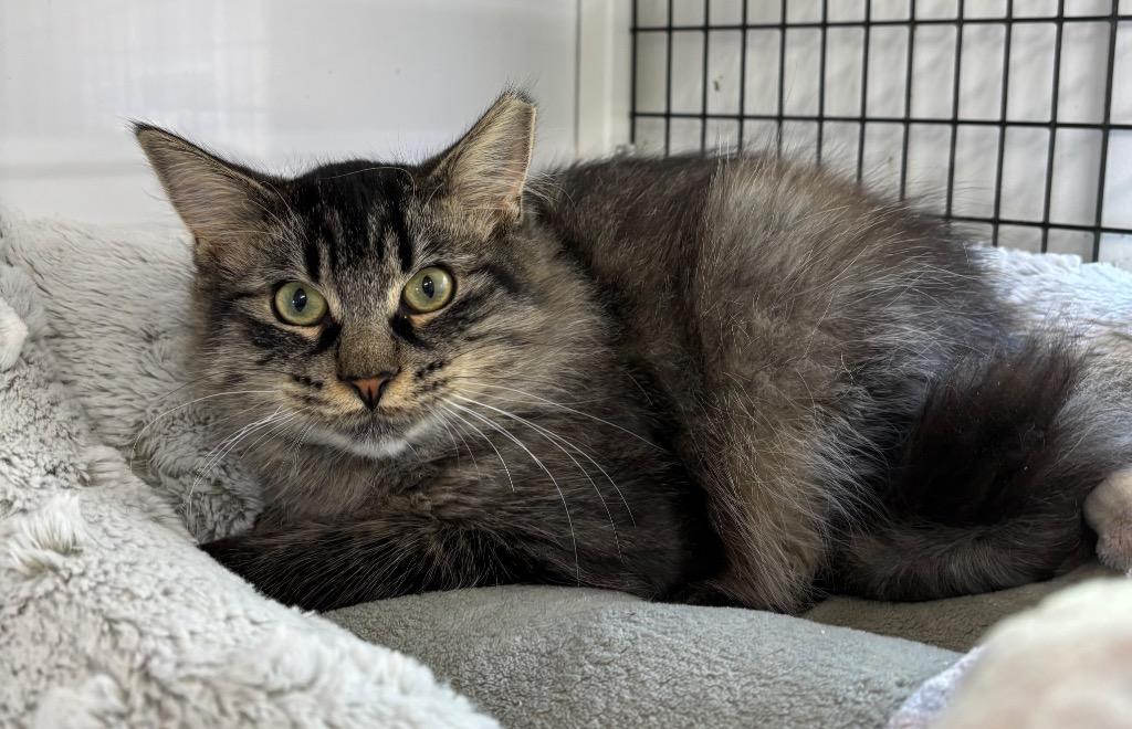 Hoku, Adoptable, Young Male Domestic Medium Hair.