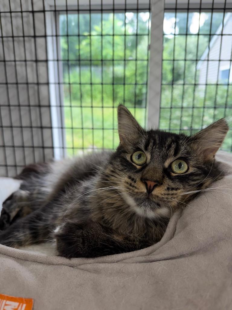 Hoku, a Adoptable mixed breed in Ewing, NJ image 2/4