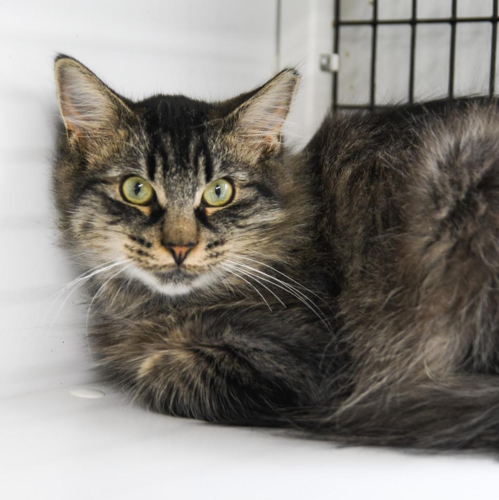 Hoku, a Adoptable mixed breed in Ewing, NJ image 3/4