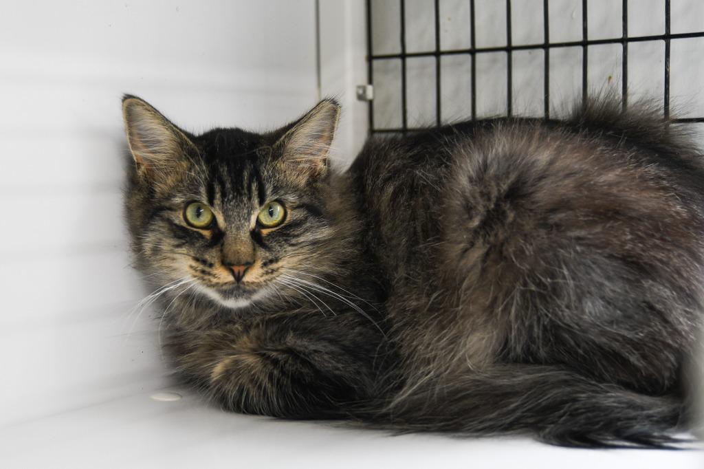 Hoku, a Adoptable mixed breed in Ewing, NJ image 4/4