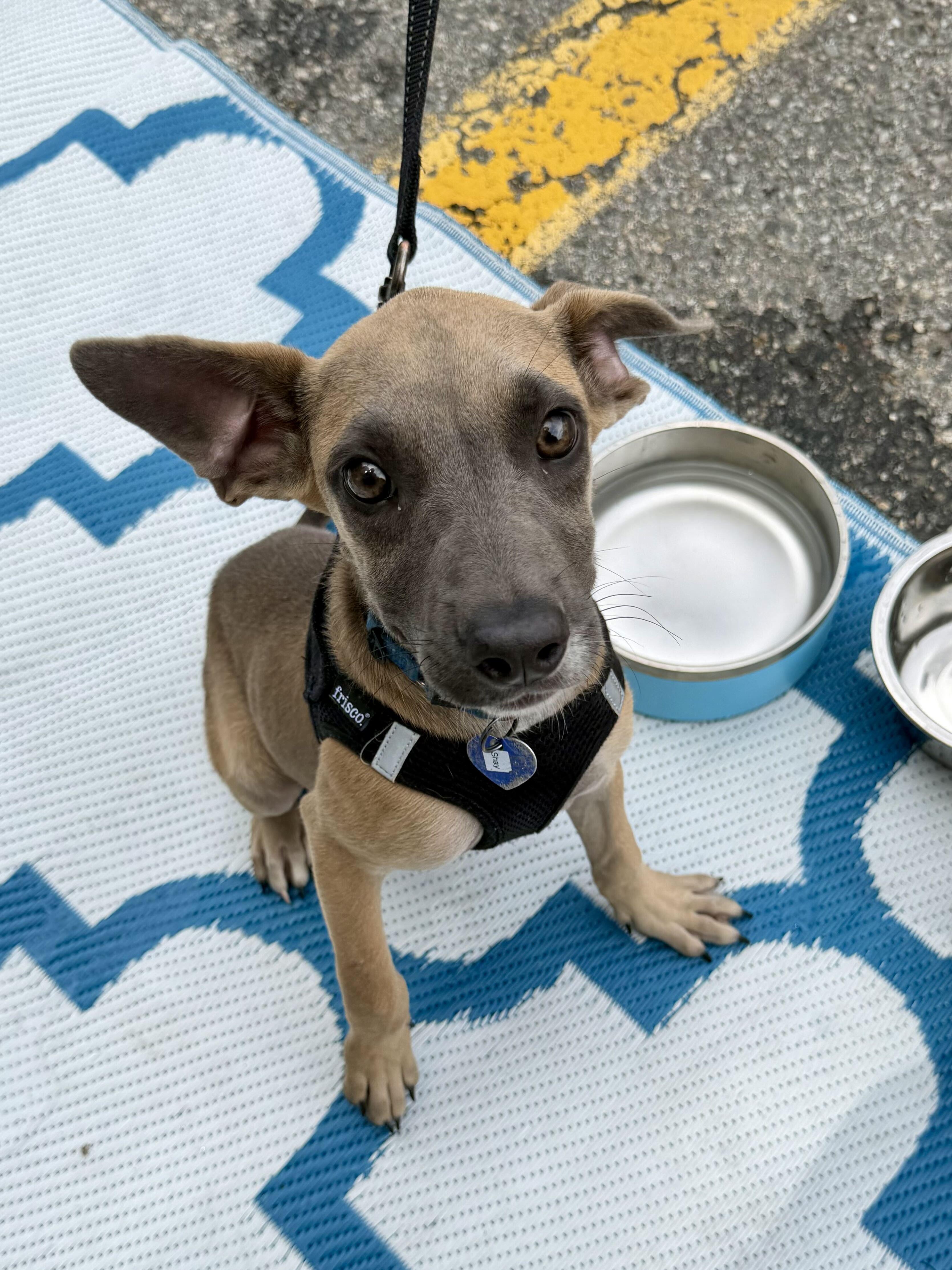 Shay, an adopted mixed breed in Uxbridge, MA image 1/2