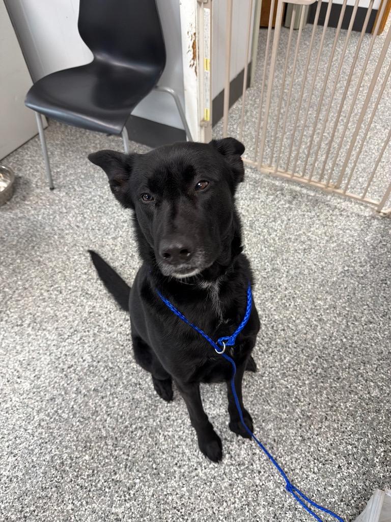 Shooter, adoptable, Adult Male German Shepherd Dog & Belgian Shepherd / Malinois.
