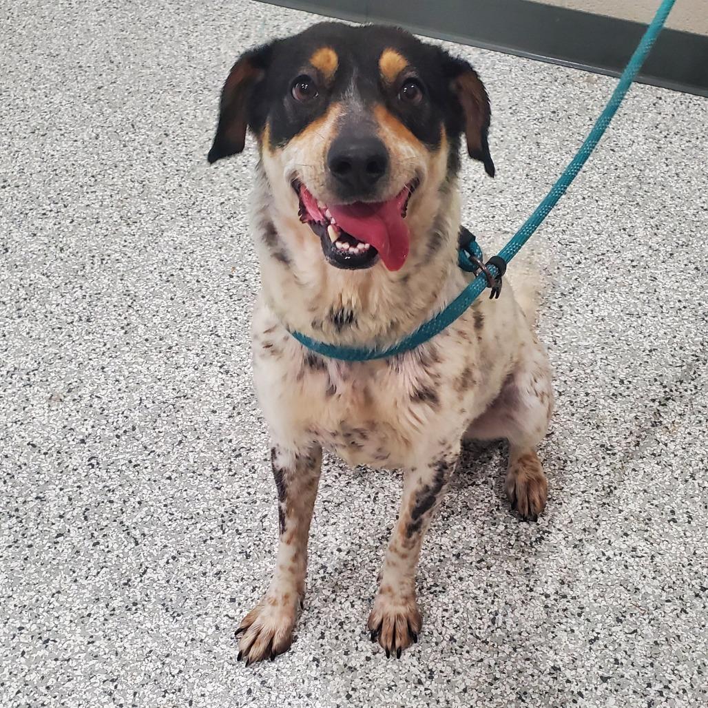 Molly Weasley, Adoptable, Adult Female Mixed Breed.