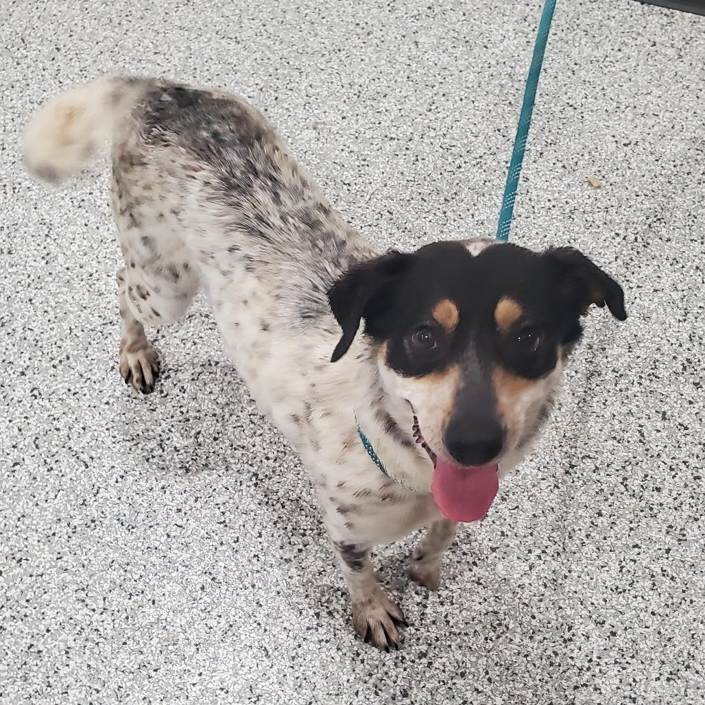 Enlarge Molly Weasley, a Adoptable Mixed Breed in Smithville, TN image 2/6