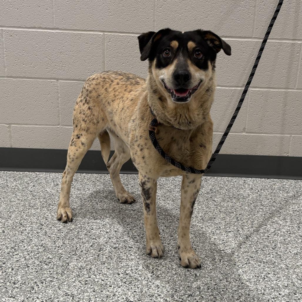 Enlarge Molly Weasley, a Adoptable Mixed Breed in Smithville, TN image 3/6