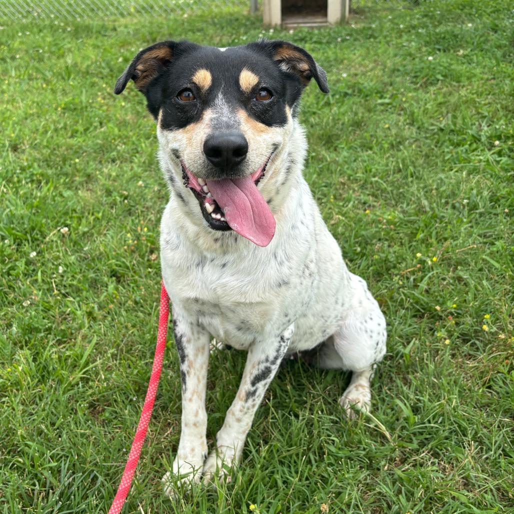 Enlarge Molly Weasley, a Adoptable Mixed Breed in Smithville, TN image 4/6