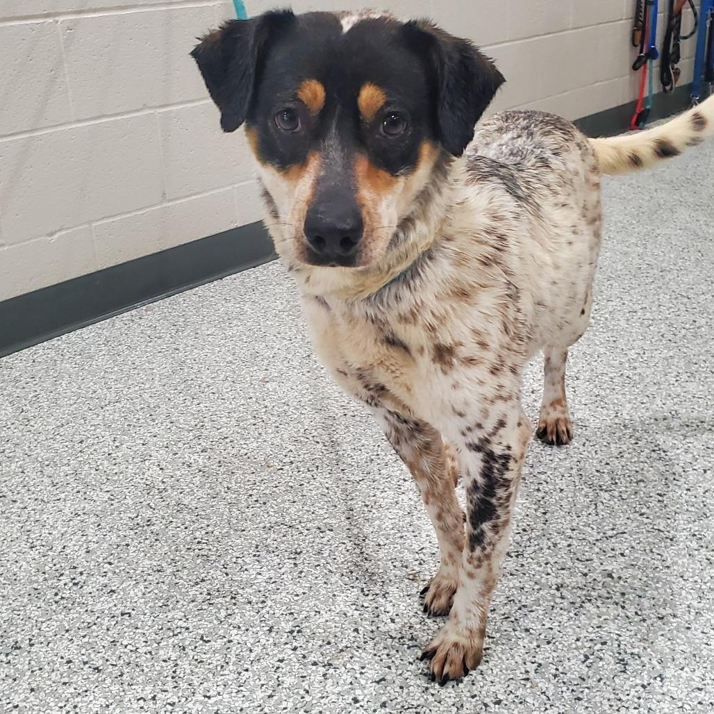 Enlarge Molly Weasley, a Adoptable Mixed Breed in Smithville, TN image 5/6