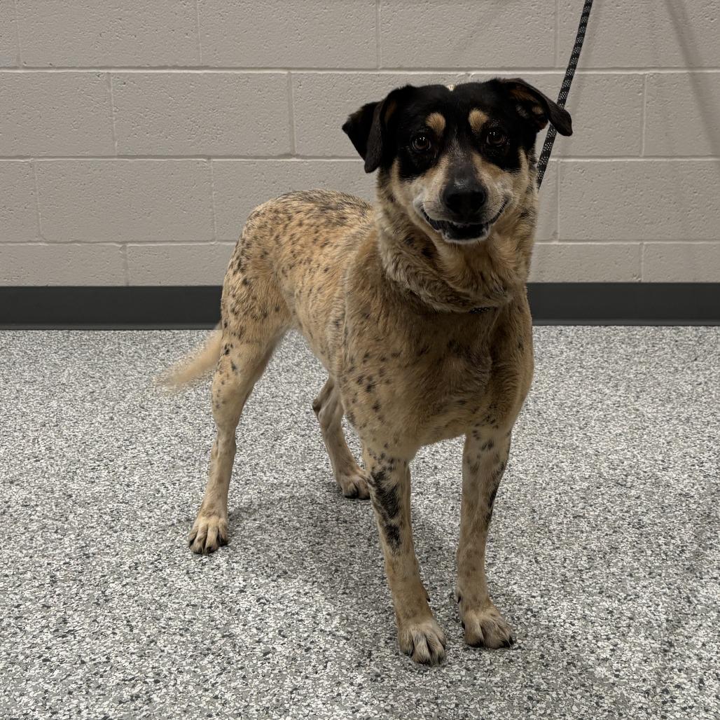 Enlarge Molly Weasley, a Adoptable Mixed Breed in Smithville, TN image 6/6