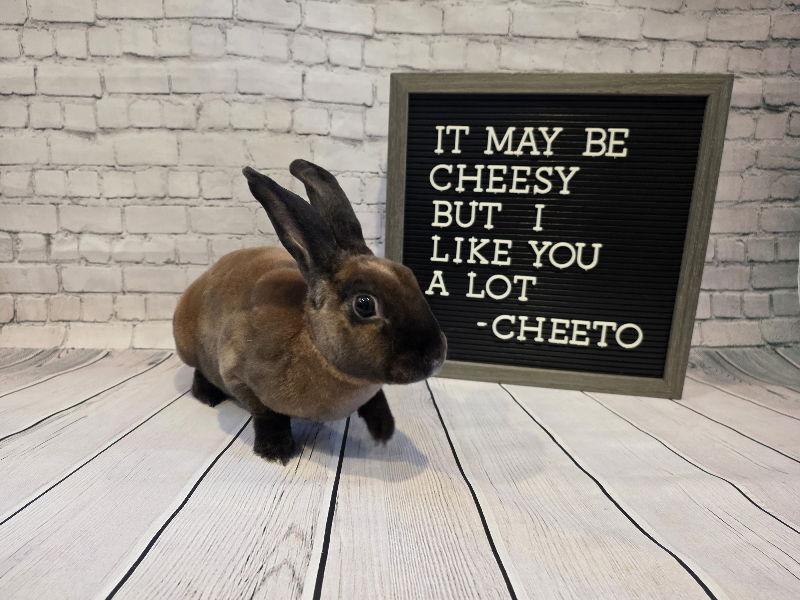 Enlarge Cheeto, a Adoptable Mini Rex in Columbus, OH image 1/2