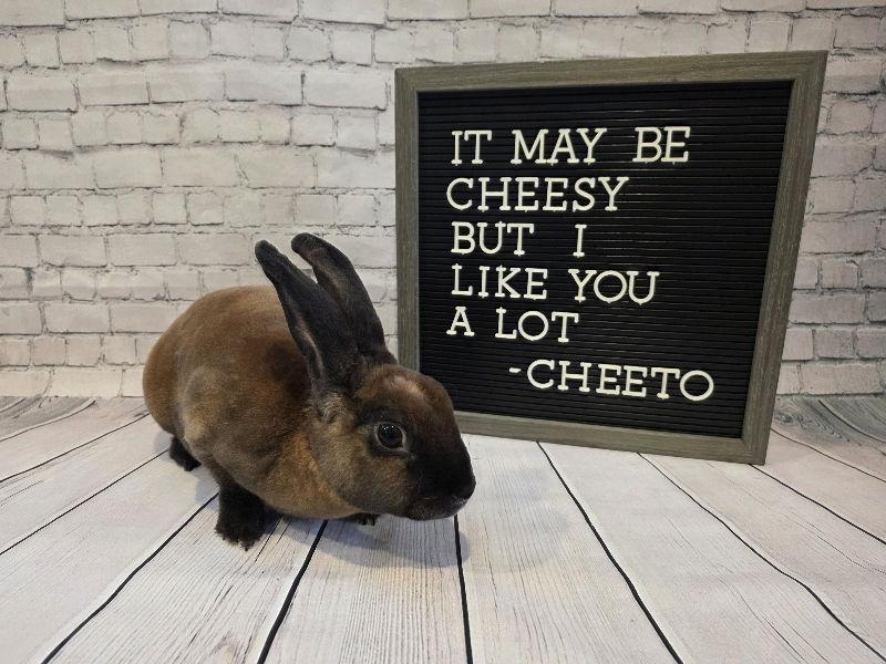 Enlarge Cheeto, a Adoptable Mini Rex in Columbus, OH image 2/2