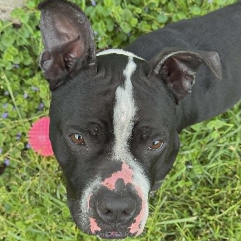 Munchkin, Adoptable, Adult Male Pit Bull Terrier.