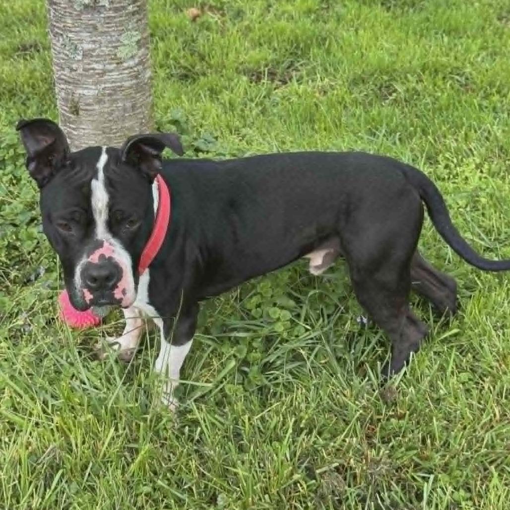 Enlarge Munchkin, a Adoptable Pit Bull Terrier in Shinnston, WV image 2/4