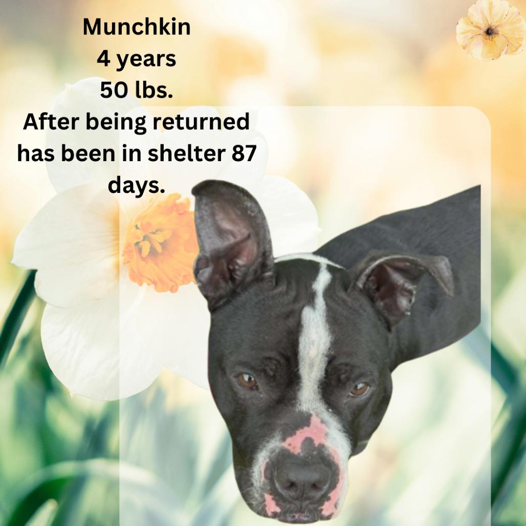 Enlarge Munchkin, a Adoptable Pit Bull Terrier in Shinnston, WV image 3/4