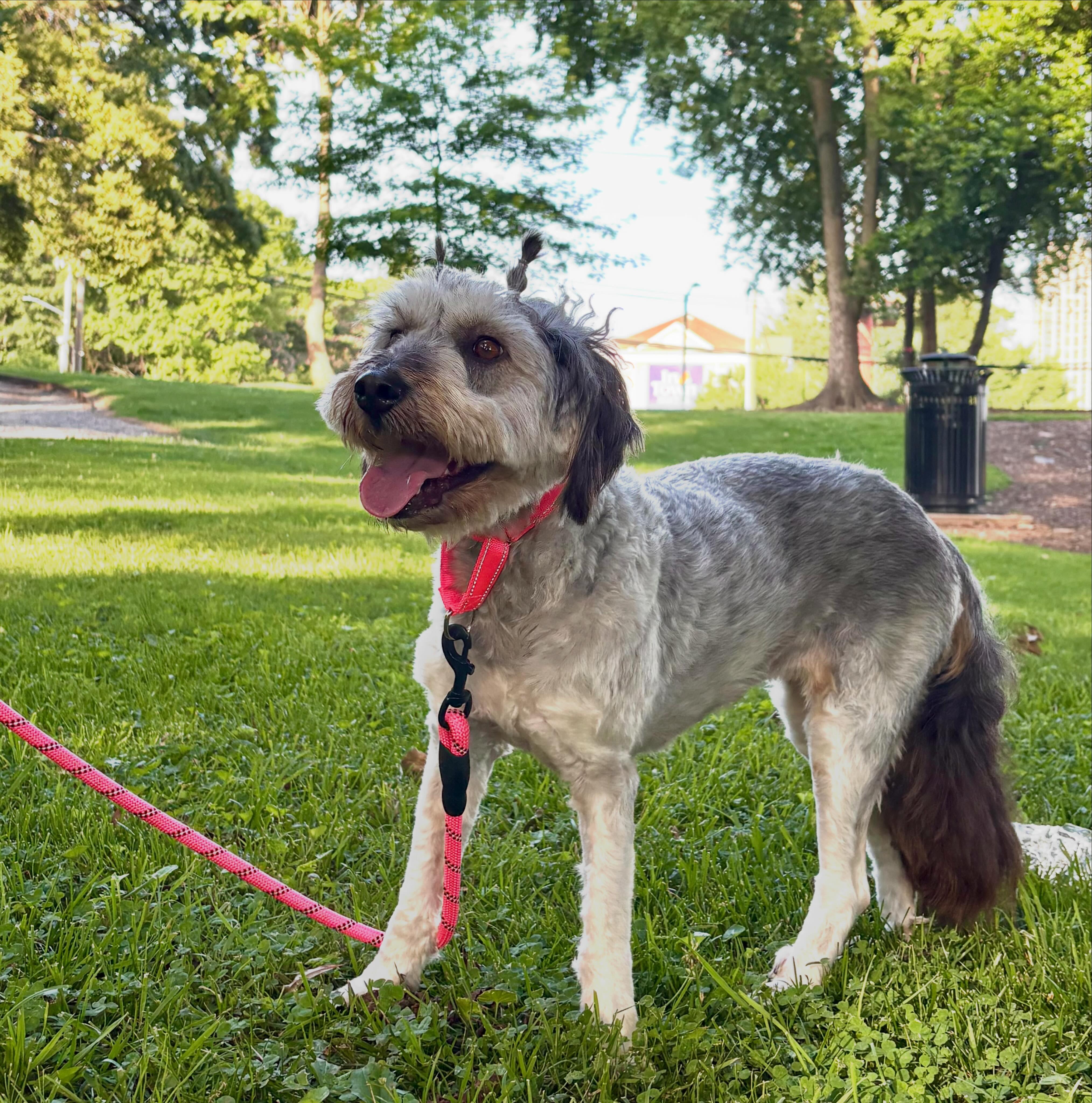 Enlarge DREAM, a Adoptable mixed breed in Duluth, GA image 2/6