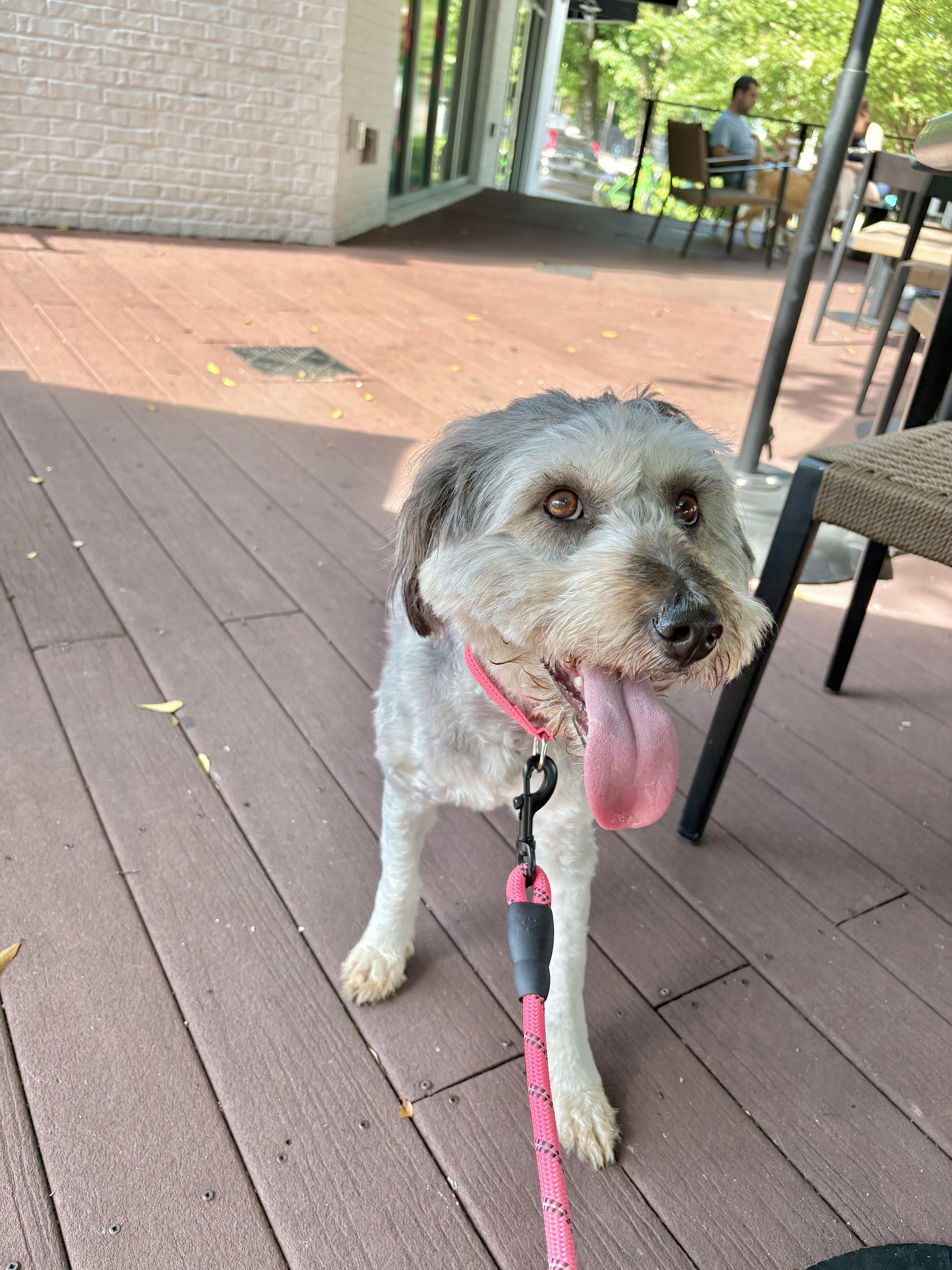 Enlarge DREAM, a Adoptable mixed breed in Duluth, GA image 5/6