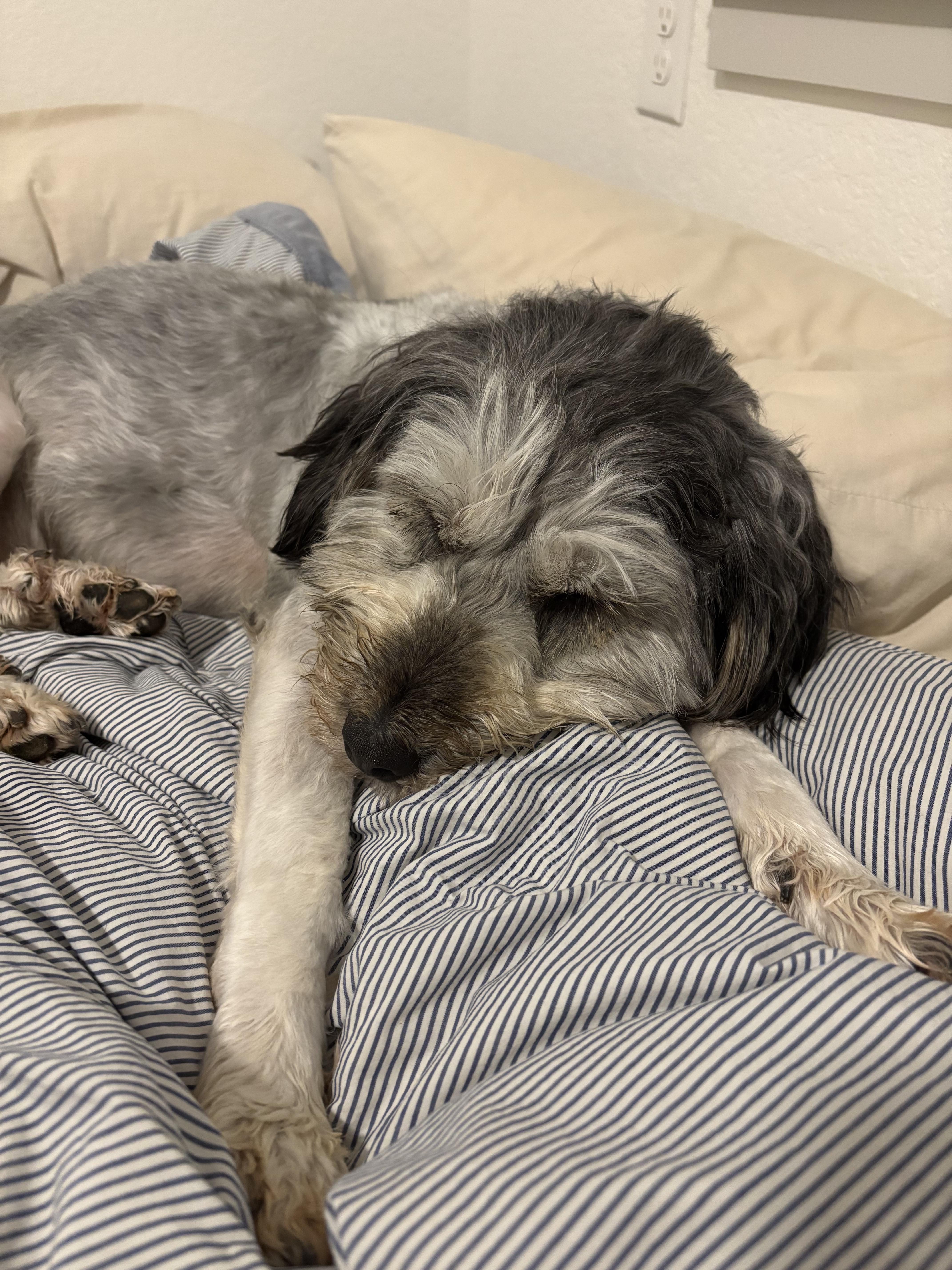 Enlarge DREAM, a Adoptable mixed breed in Duluth, GA image 4/6