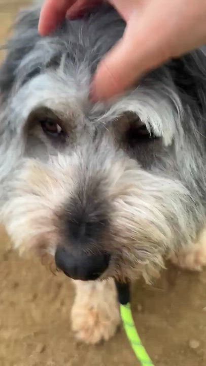 Enlarge DREAM, a Adoptable mixed breed in Duluth, GA video 6/6