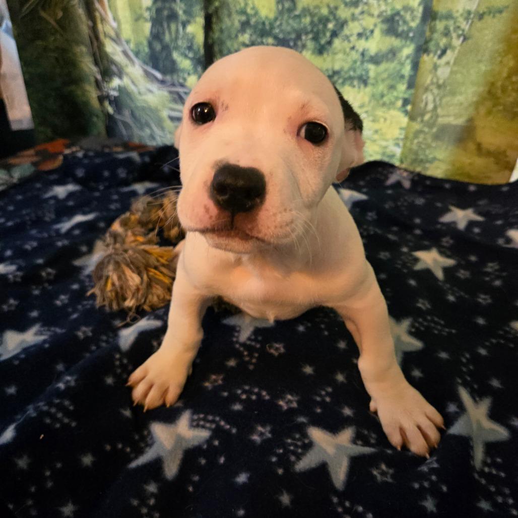 Jolie, Adoptable, Puppy Female Hound.