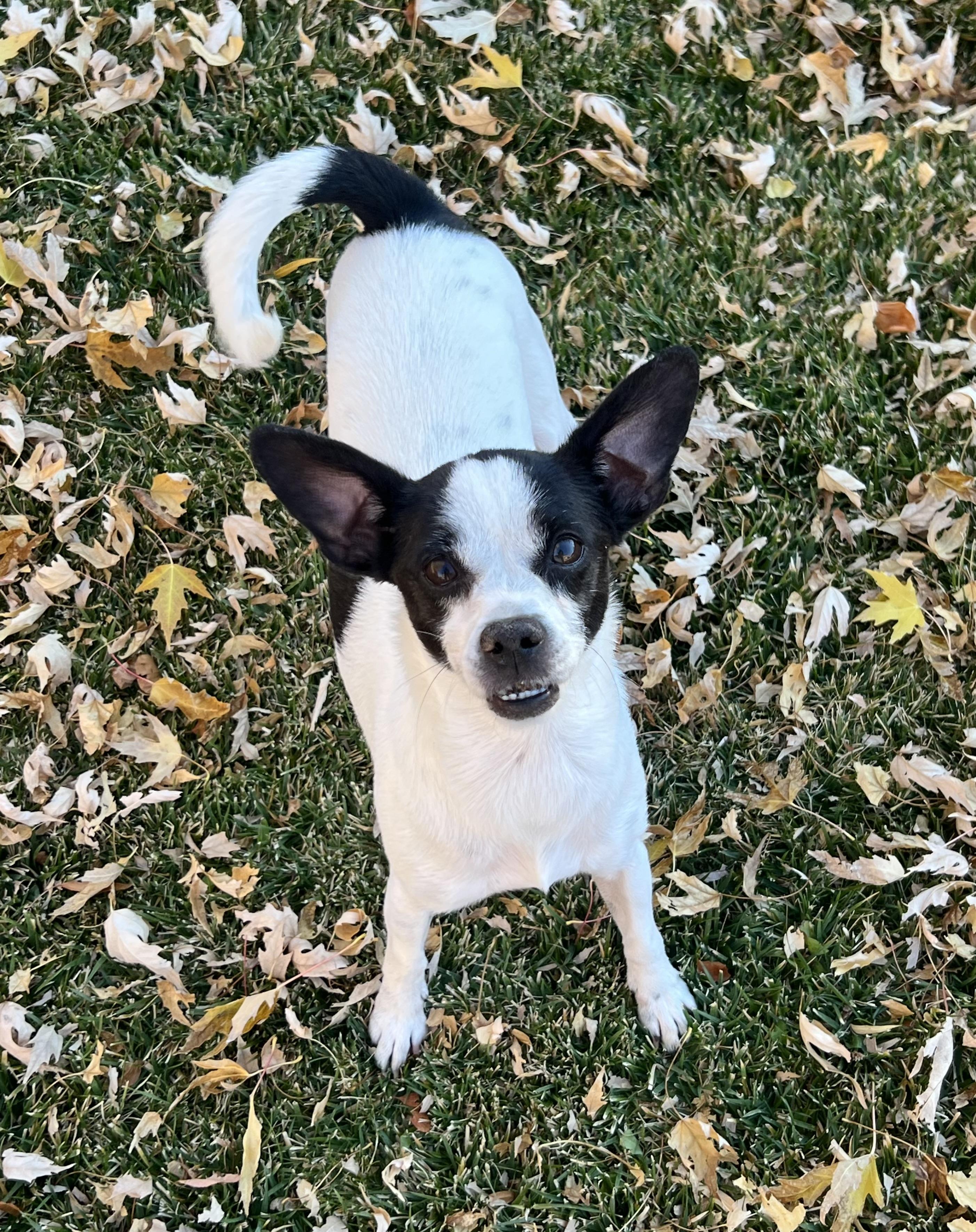 Bean, ADOPTABLE, Adult Female Chihuahua.