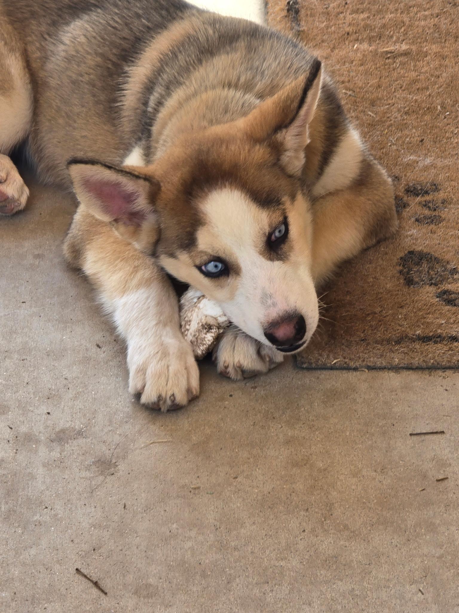Deyna, Adopted, Young Female Siberian Husky.