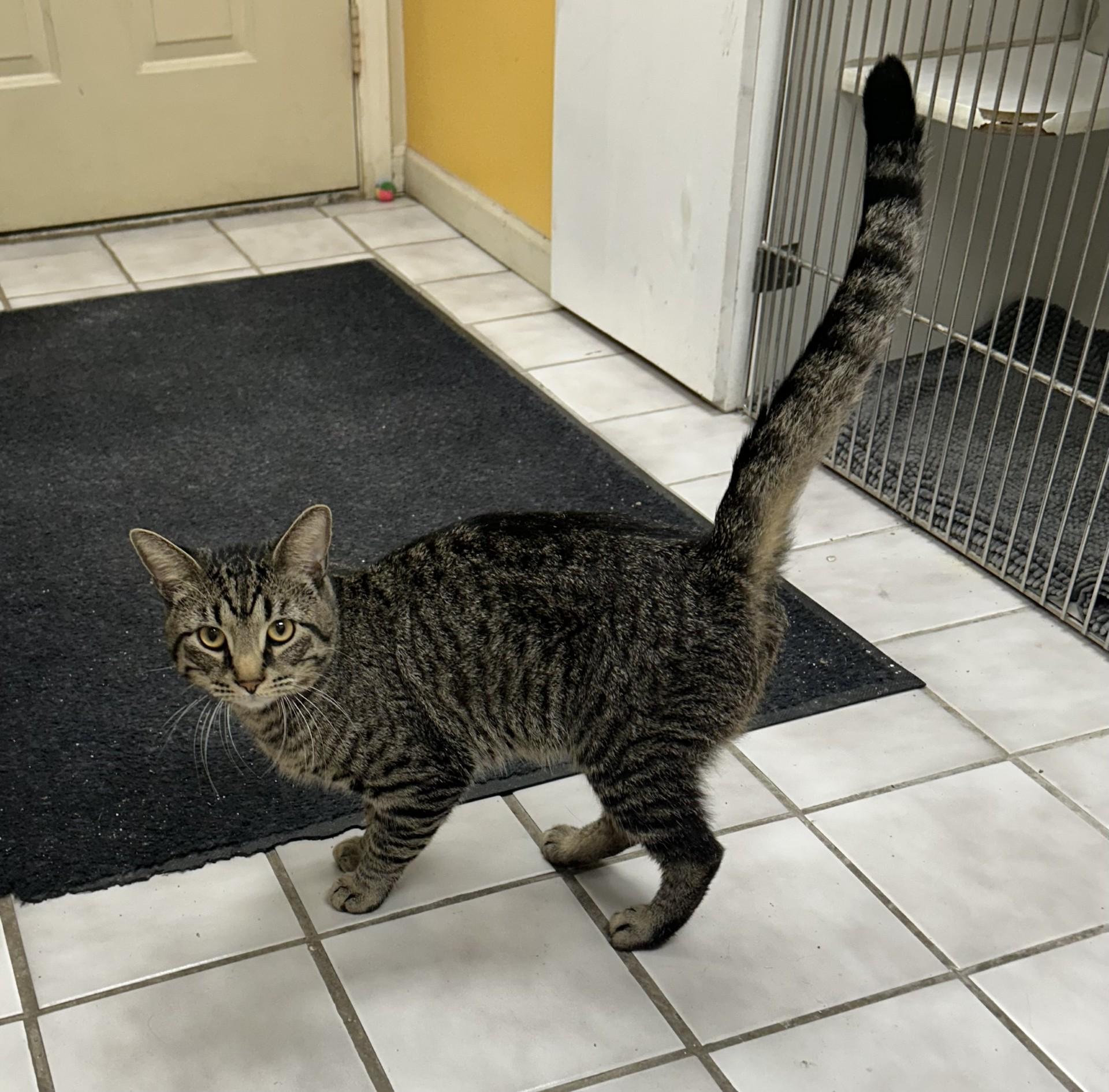 MILO, ADOPTABLE, Young Male Tiger.