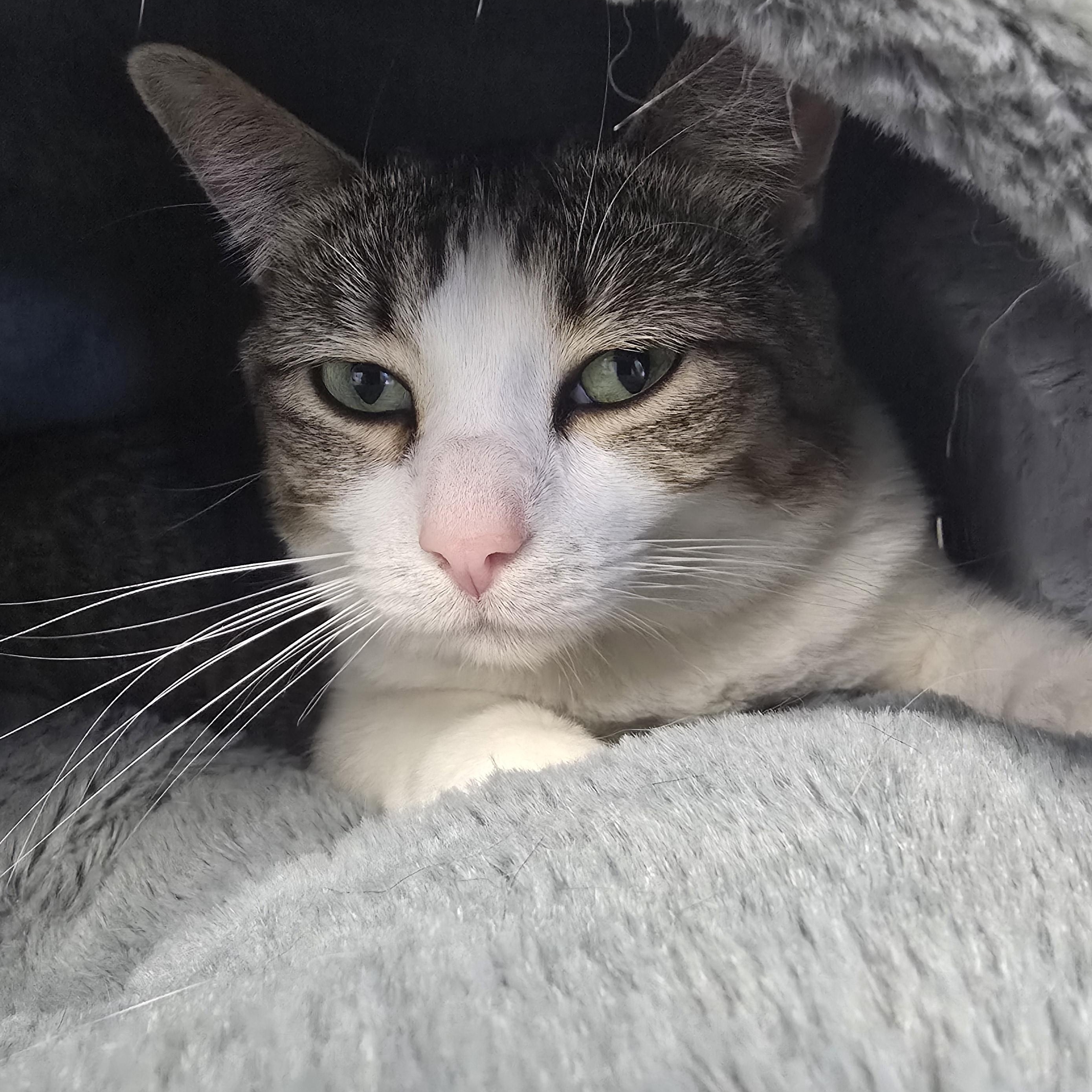 Enlarge Molly, a Adoptable Domestic Short Hair in Farmington, MO image 2/2