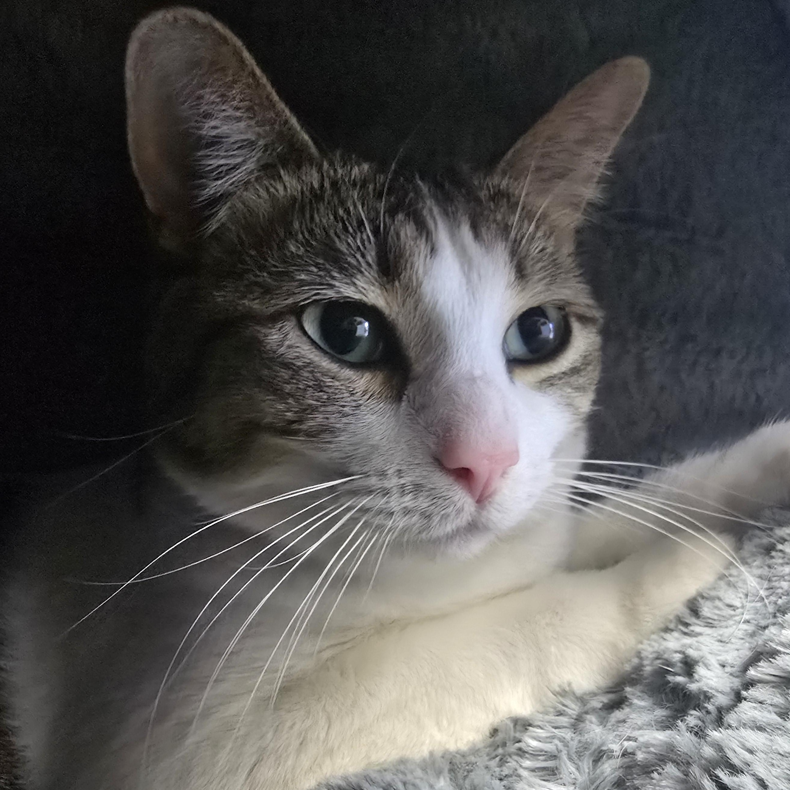 Enlarge Molly, a Adoptable Domestic Short Hair in Farmington, MO image 1/2