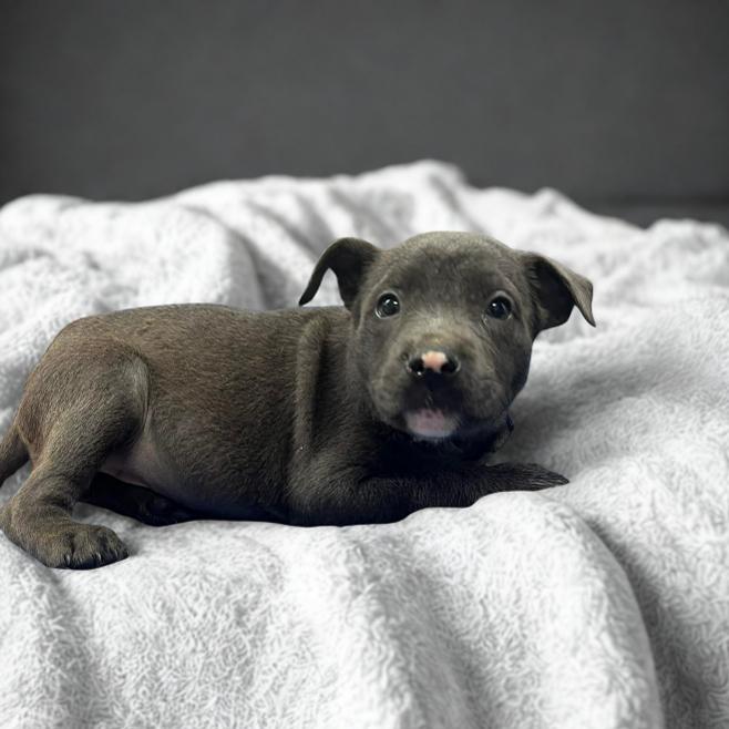 NY Waverly Avail Jun 13 (Choice Pet Carmel), Adoptable, Puppy Female Labrador Retriever & Pit Bull Terrier.