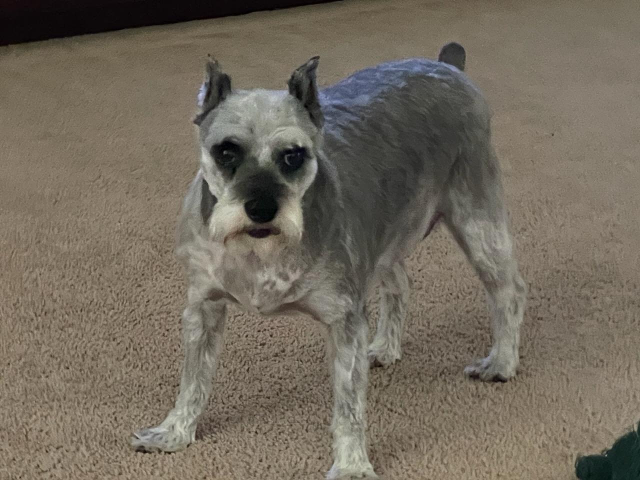 Bella Rose, Adoptable, Senior Female Miniature Schnauzer.