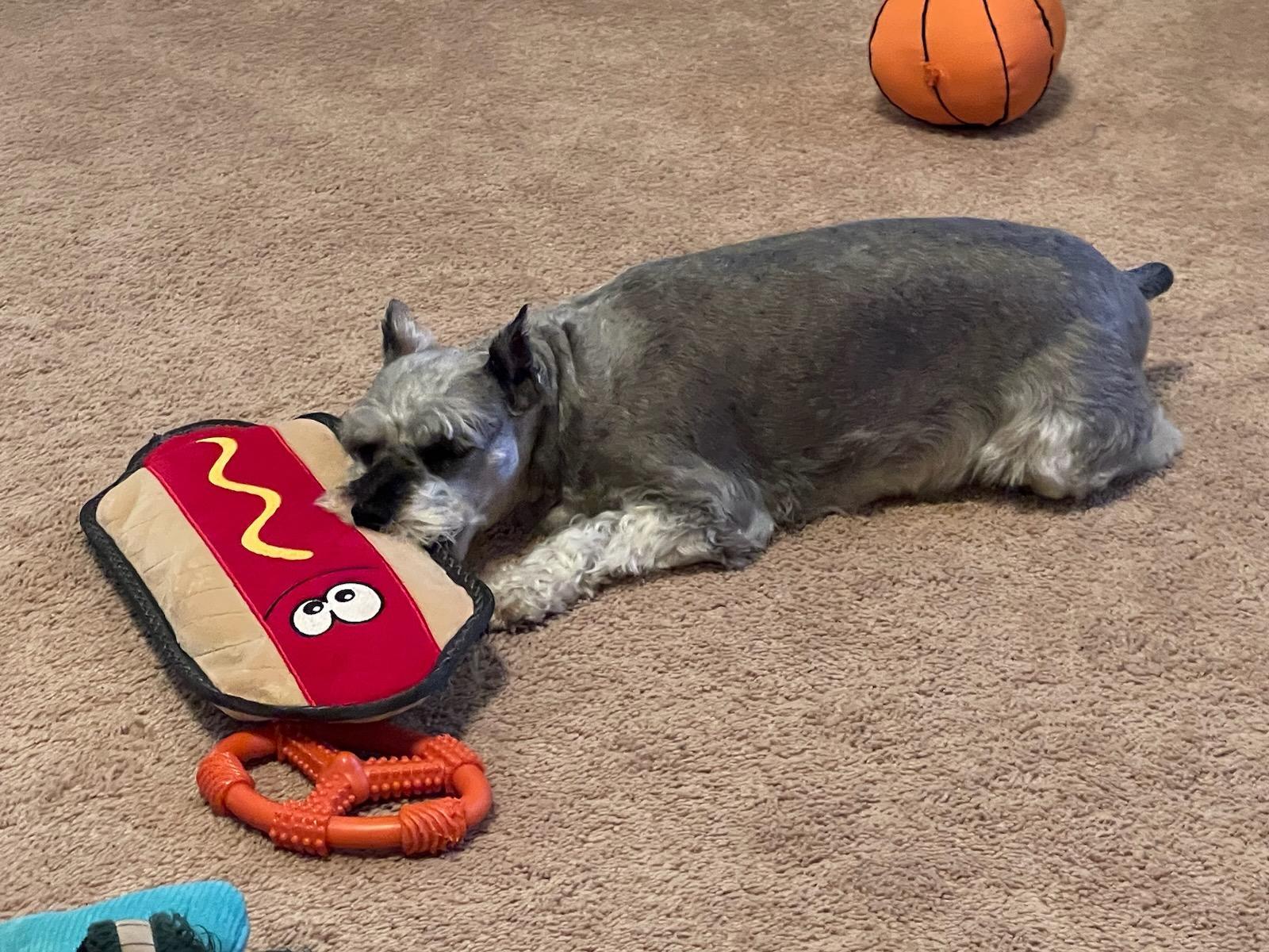 Enlarge Bella Rose, a Adoptable Miniature Schnauzer in Azle, TX image 4/4