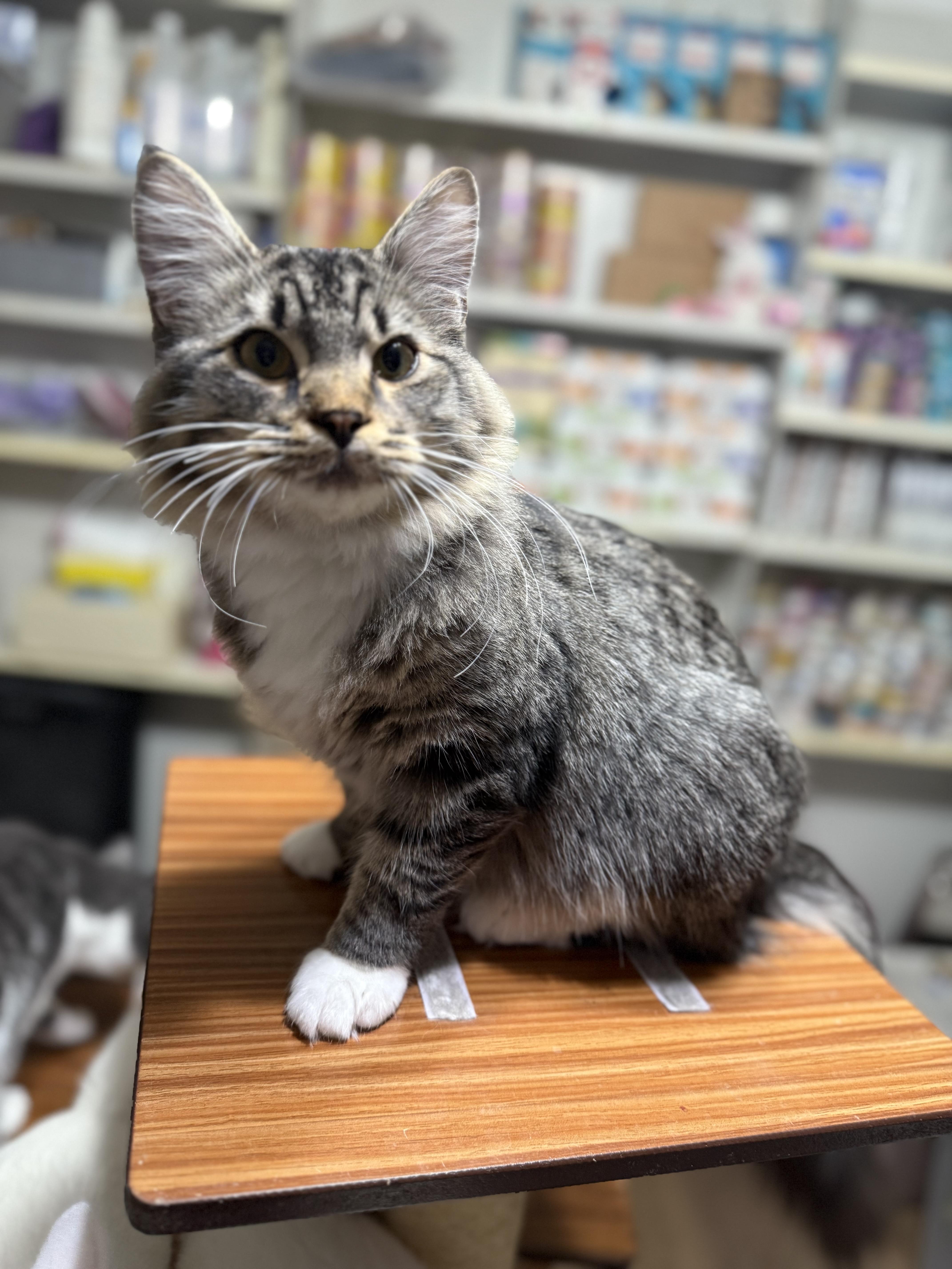 Remington, Adoptable, Young Male Domestic Long Hair.