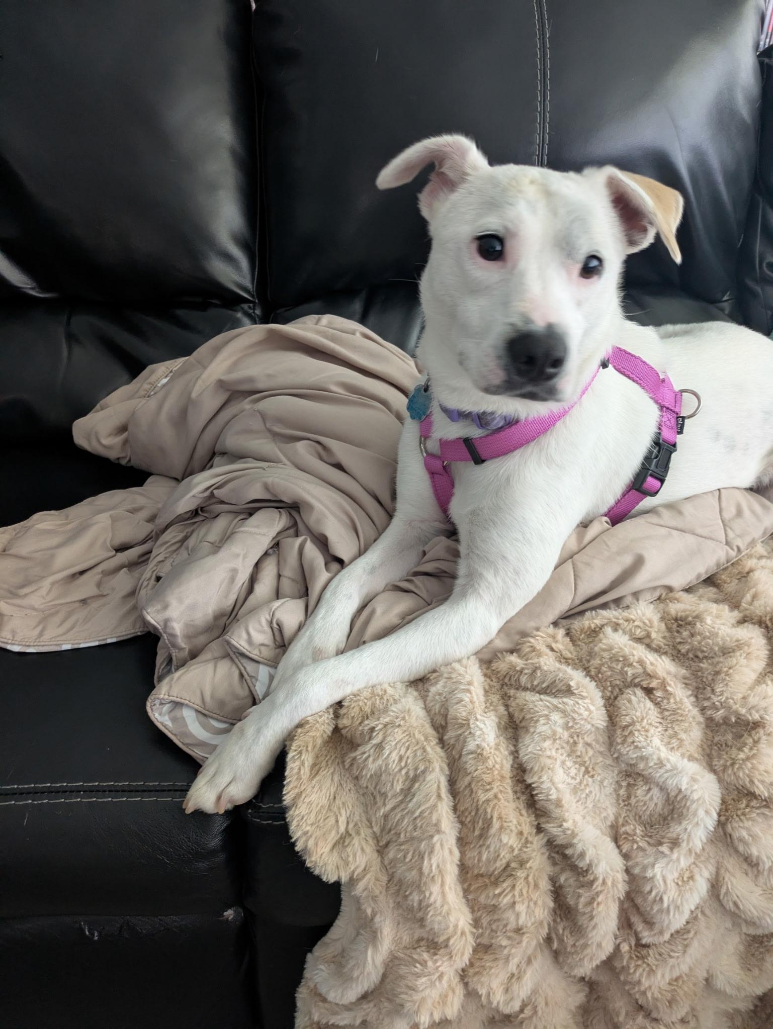 Enlarge Lacey, a Adoptable mixed breed in Fort Wayne, IN image 4/5