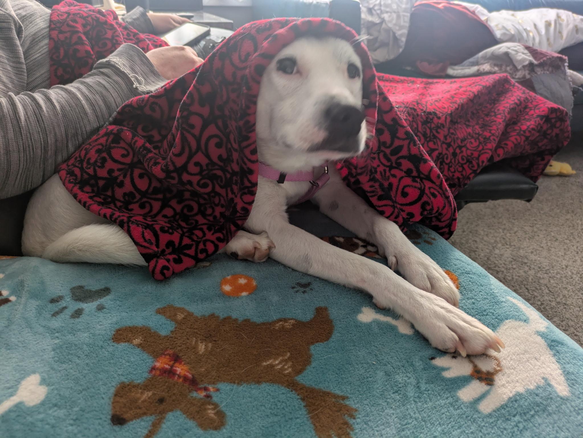 Enlarge Lacey, a Adoptable mixed breed in Fort Wayne, IN image 2/5